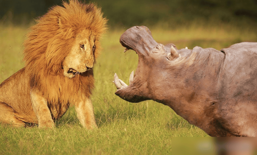 'Cỗ xe thịt' - Kẻ bảo vệ không ngờ của hệ sinh thái châu Phi- Ảnh 3. 'Cỗ xe thịt' - Kẻ bảo vệ không ngờ của hệ sinh thái châu Phi- Ảnh 3.