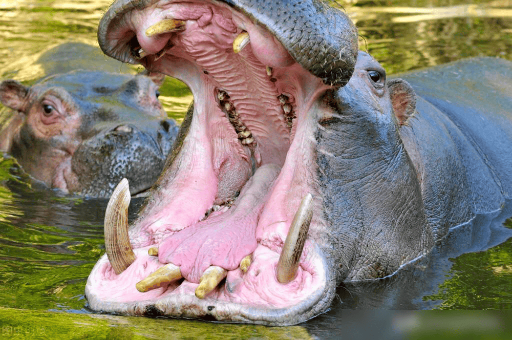 'Cỗ xe thịt' - Kẻ bảo vệ không ngờ của hệ sinh thái châu Phi- Ảnh 1. 'Cỗ xe thịt' - Kẻ bảo vệ không ngờ của hệ sinh thái châu Phi- Ảnh 1.