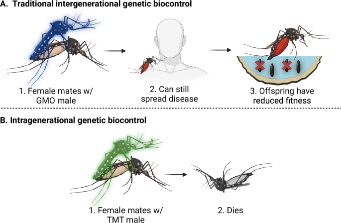 50 con muỗi cái chết ngay lập tức sau màn giao phối với muỗi đực, một thí nghiệm hứa hẹn xóa sổ mọi loài côn trùng gây hại trên hành tinh- Ảnh 5. 50 con muỗi cái chết ngay lập tức sau màn giao phối với muỗi đực, một thí nghiệm hứa hẹn xóa sổ mọi loài côn trùng gây hại trên hành tinh- Ảnh 5.