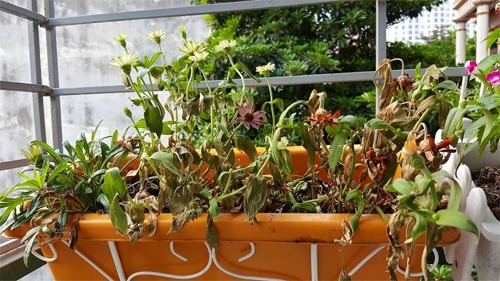 Sang năm 2026, tôi xin thề danh dự: Tiễn 5 thứ "rác" này khỏi ban công - Ảnh 1. Sang năm 2026, tôi xin thề danh dự: Tiễn 5 thứ "rác" này khỏi ban công - Ảnh 1.