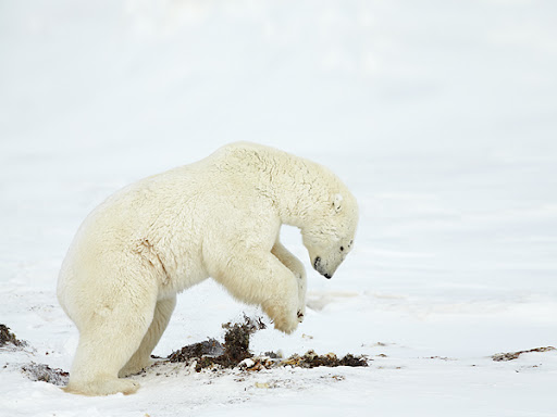 Thước phim đầu ti&ecirc;n trong lịch sử ghi lại cảnh gấu Bắc Cực dắt con rời hang ngủ đ&ocirc;ng: Tr&ocirc;ng rất đ&aacute;ng y&ecirc;u, nhưng c&aacute;c nh&agrave; khoa học cho biết đ&oacute; l&agrave; một điềm b&aacute;o chẳng l&agrave;nh- Ảnh 4.