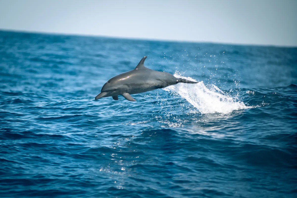 Mô hình AI giúp con người 'nói chuyện' với cá heo của Google hoạt động ra sao?- Ảnh 1. Mô hình AI giúp con người 'nói chuyện' với cá heo của Google hoạt động ra sao?- Ảnh 1.