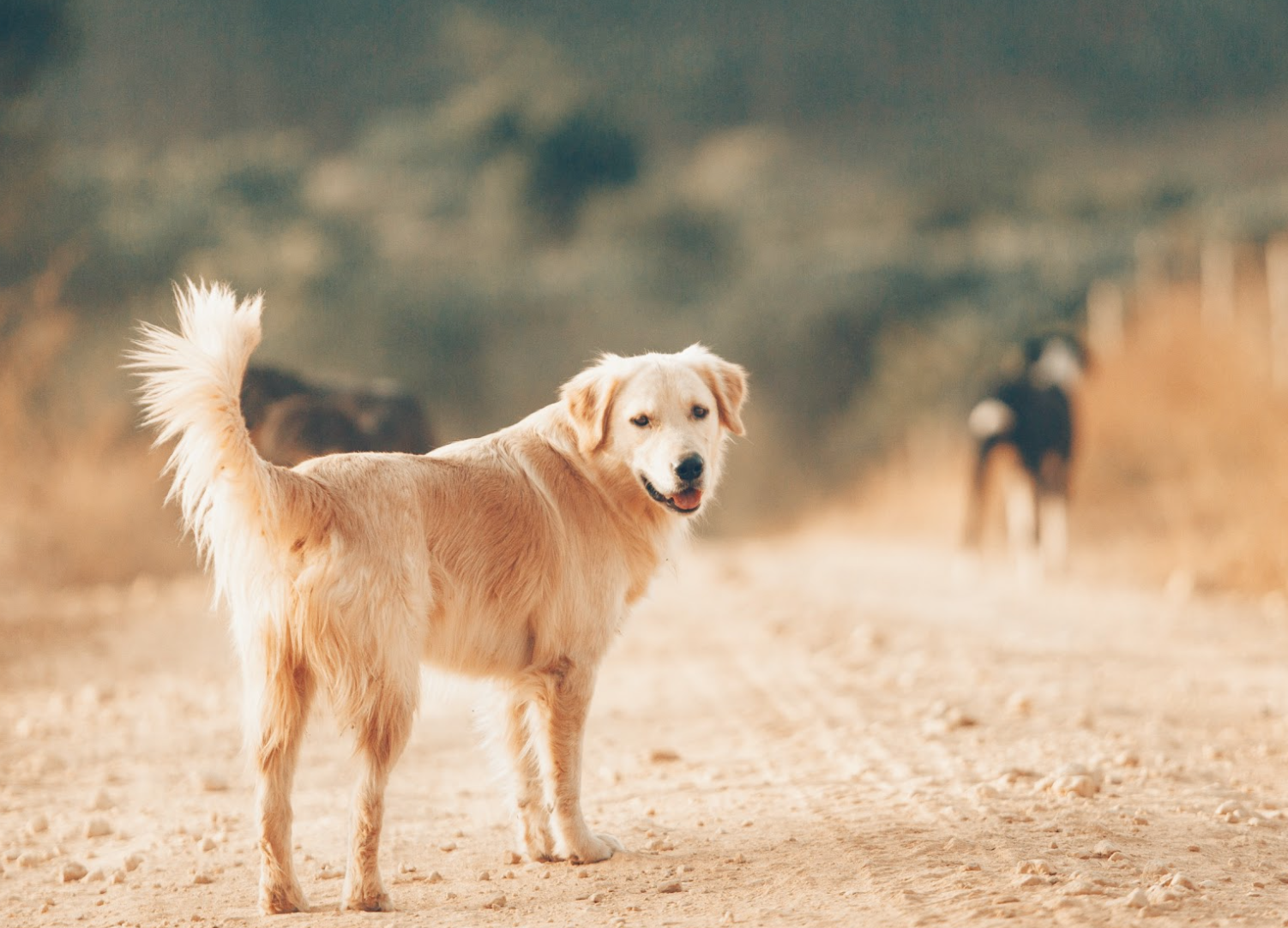 Galaxy A series mới v&agrave; AI đ&atilde; gi&uacute;p t&ocirc;i th&agrave;nh chuy&ecirc;n gia chụp ảnh ch&oacute; cưng như thế n&agrave;o- Ảnh 6.