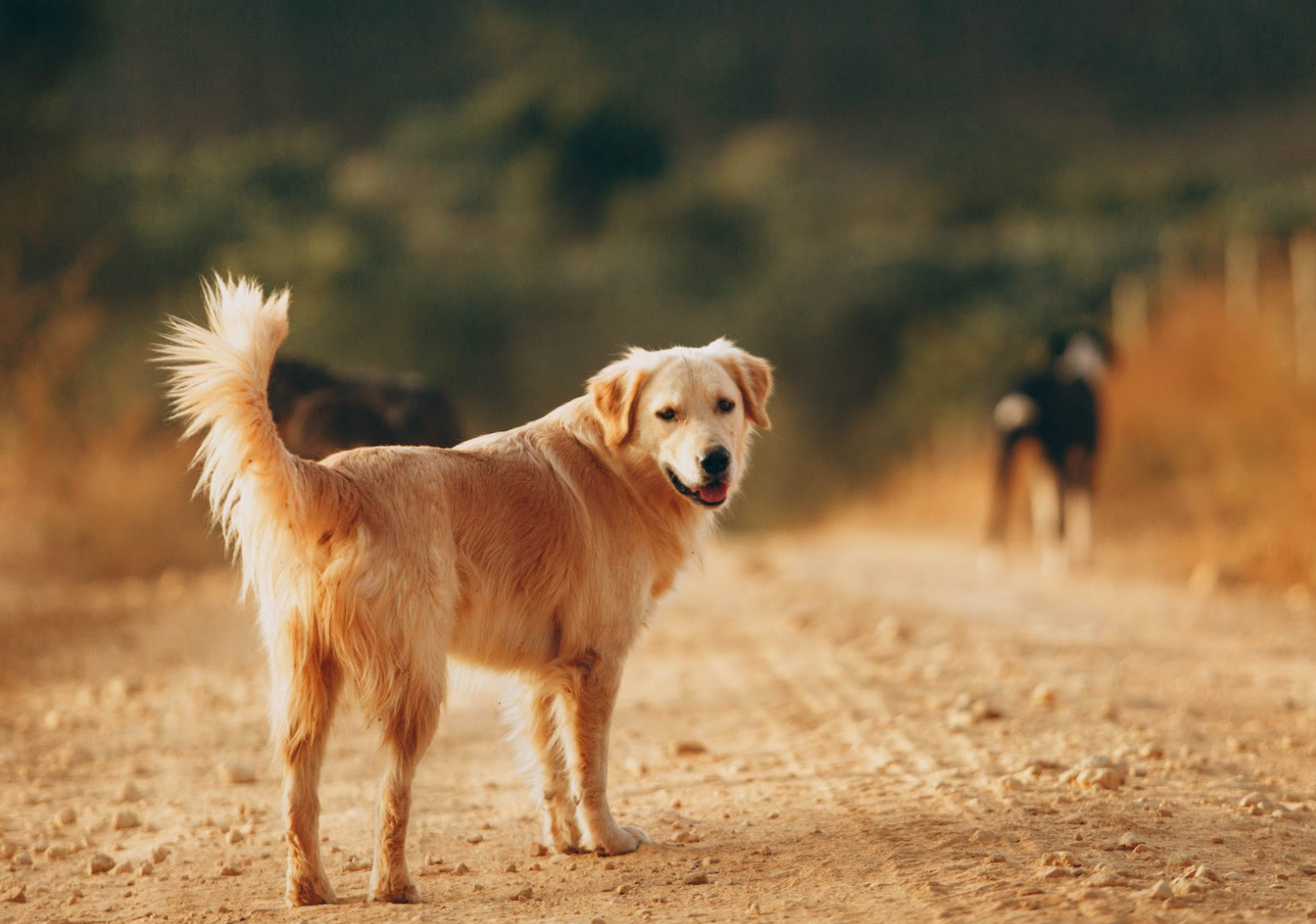 Galaxy A series mới v&agrave; AI đ&atilde; gi&uacute;p t&ocirc;i th&agrave;nh chuy&ecirc;n gia chụp ảnh ch&oacute; cưng như thế n&agrave;o- Ảnh 7.