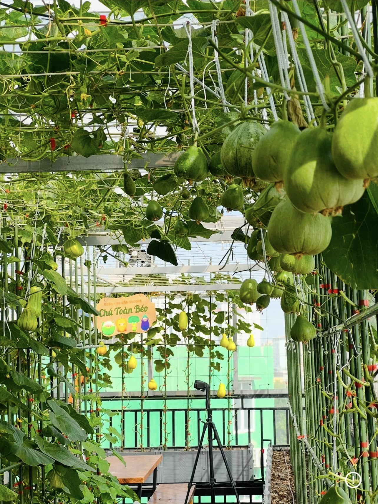 Gửi rau thay lời cảm ơn: Ông bố Hà Nội biến sân thượng thành vườn, tặng nông sản cho người ủng hộ thiện nguyện- Ảnh 9. Gửi rau thay lời cảm ơn: Ông bố Hà Nội biến sân thượng thành vườn, tặng nông sản cho người ủng hộ thiện nguyện- Ảnh 9.