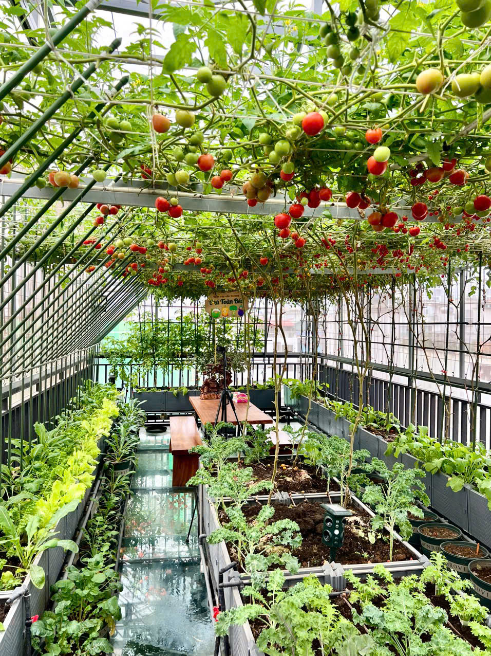 Gửi rau thay lời cảm ơn: Ông bố Hà Nội biến sân thượng thành vườn, tặng nông sản cho người ủng hộ thiện nguyện- Ảnh 14. Gửi rau thay lời cảm ơn: Ông bố Hà Nội biến sân thượng thành vườn, tặng nông sản cho người ủng hộ thiện nguyện- Ảnh 14.