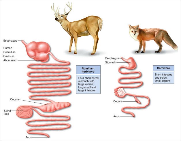 V&igrave; sao b&ograve; d&ecirc; vừa đi vừa thải c&ograve;n ch&oacute; m&egrave;o phải ngồi đ&uacute;ng tư thế khi đi vệ sinh? - Ảnh 3.