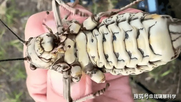 Phát hiện loài côn trùng lạ ví như bình dầu sống khiến dân mạng tranh cãi nảy lửa về công dụng - Ảnh 3.