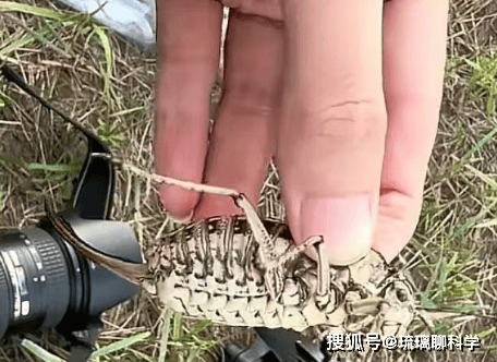 Phát hiện loài côn trùng lạ ví như bình dầu sống khiến dân mạng tranh cãi nảy lửa về công dụng - Ảnh 1.