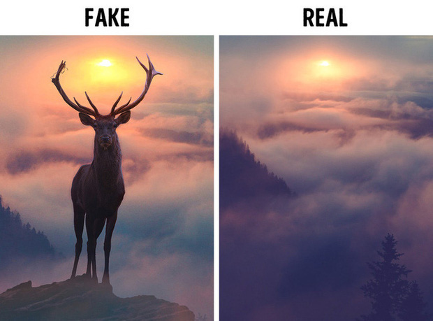 8 sự thật bất ngờ đằng sau những tấm hình từng được cộng đồng mạng chia sẻ dữ dội - Ảnh 1. 8 sự thật bất ngờ đằng sau những tấm hình từng được cộng đồng mạng chia sẻ dữ dội - Ảnh 1.