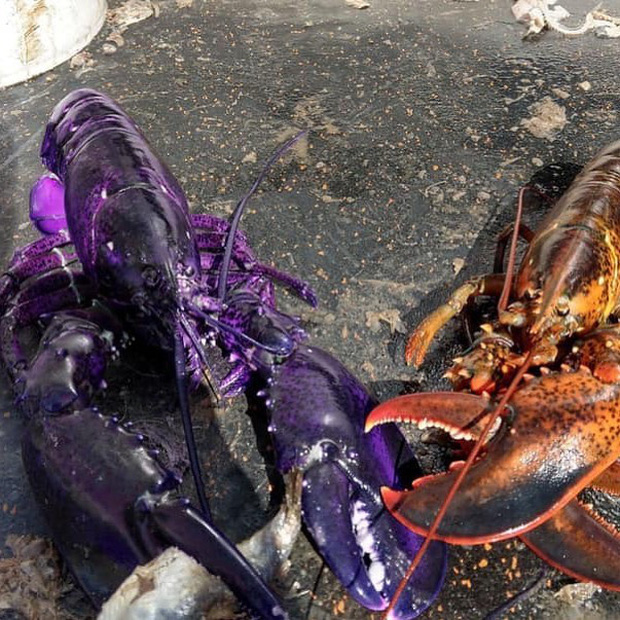 8 sự thật bất ngờ đằng sau những tấm hình từng được cộng đồng mạng chia sẻ dữ dội - Ảnh 8. 8 sự thật bất ngờ đằng sau những tấm hình từng được cộng đồng mạng chia sẻ dữ dội - Ảnh 8.