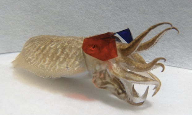 C&aacute;c nh&agrave; khoa học cho mực đeo k&iacute;nh xem phim 3D, kết quả khiến ai cũng phải bất ngờ - Ảnh 1.