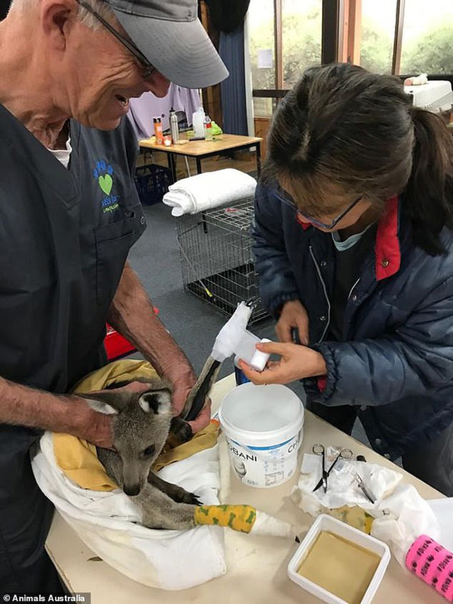 Úc: Mưa cà rốt và khoai lang cứu đói động vật bị cháy rừng - Ảnh 6. Úc: Mưa cà rốt và khoai lang cứu đói động vật bị cháy rừng - Ảnh 6.