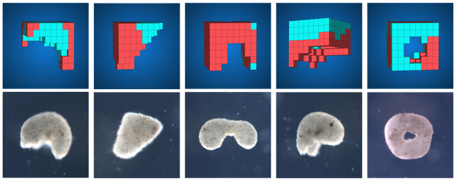 Đột ph&aacute;: C&aacute;c nh&agrave; khoa học vừa tạo ra một dạng sống ho&agrave;n to&agrave;n mới tr&ecirc;n Tr&aacute;i Đất - Ảnh 5.