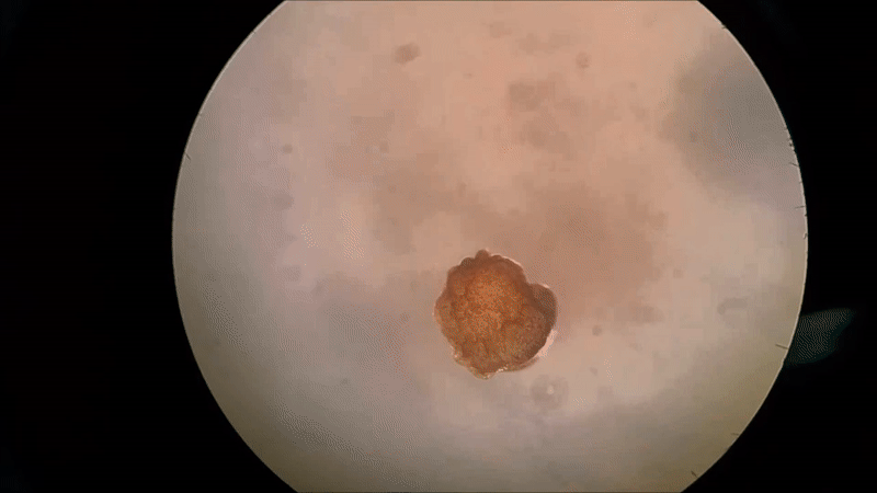 Đột ph&aacute;: C&aacute;c nh&agrave; khoa học vừa tạo ra một dạng sống ho&agrave;n to&agrave;n mới tr&ecirc;n Tr&aacute;i Đất - Ảnh 2.