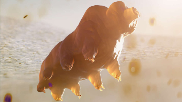 Biến đổi kh&iacute; hậu l&agrave; c&oacute; thật: Đến sinh vật bất tử duy nhất tr&ecirc;n Tr&aacute;i đất cũng đang bị ảnh hưởng n&ecirc;n đừng chối bỏ nữa - Ảnh 2.