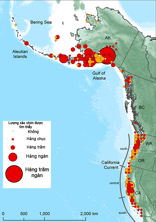 Biển ấm l&ecirc;n, những cụm nhiệt đại dương đ&atilde; giết chết 1 triệu con chim biển - Ảnh 2.