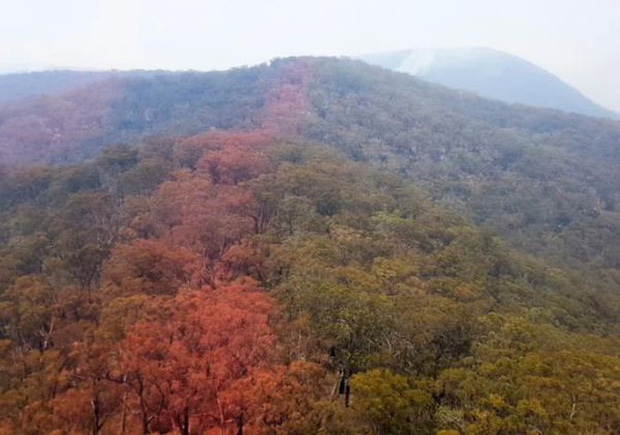 Bất ngờ với lo&agrave;i c&acirc;y khủng long khiến &Uacute;c phải bung to&agrave;n lực bảo vệ - Ảnh 5.