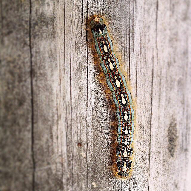 Internet x&ocirc;n xao về con s&acirc;u bướm c&oacute; họa tiết lưng h&igrave;nh đ&agrave;n chim c&aacute;nh cụt: Tr&ocirc;ng th&igrave; đ&aacute;ng y&ecirc;u nhưng h&oacute;a ra lại l&agrave; 1 lũ ph&aacute; hoại - Ảnh 2.