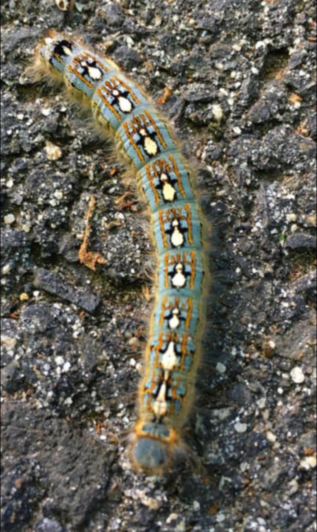 Internet x&ocirc;n xao về con s&acirc;u bướm c&oacute; họa tiết lưng h&igrave;nh đ&agrave;n chim c&aacute;nh cụt: Tr&ocirc;ng th&igrave; đ&aacute;ng y&ecirc;u nhưng h&oacute;a ra lại l&agrave; 1 lũ ph&aacute; hoại - Ảnh 4.