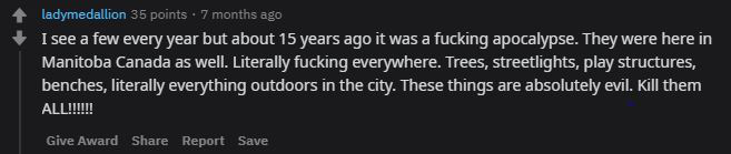 Internet x&ocirc;n xao về con s&acirc;u bướm c&oacute; họa tiết lưng h&igrave;nh đ&agrave;n chim c&aacute;nh cụt: Tr&ocirc;ng th&igrave; đ&aacute;ng y&ecirc;u nhưng h&oacute;a ra lại l&agrave; 1 lũ ph&aacute; hoại - Ảnh 6.