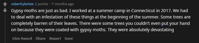 Internet x&ocirc;n xao về con s&acirc;u bướm c&oacute; họa tiết lưng h&igrave;nh đ&agrave;n chim c&aacute;nh cụt: Tr&ocirc;ng th&igrave; đ&aacute;ng y&ecirc;u nhưng h&oacute;a ra lại l&agrave; 1 lũ ph&aacute; hoại - Ảnh 7.