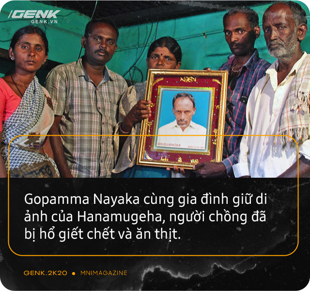 Những con hổ ăn thịt người ở Ấn Độ: Cái giá của sự bảo tồn? - Ảnh 1. Những con hổ ăn thịt người ở Ấn Độ: Cái giá của sự bảo tồn? - Ảnh 1.