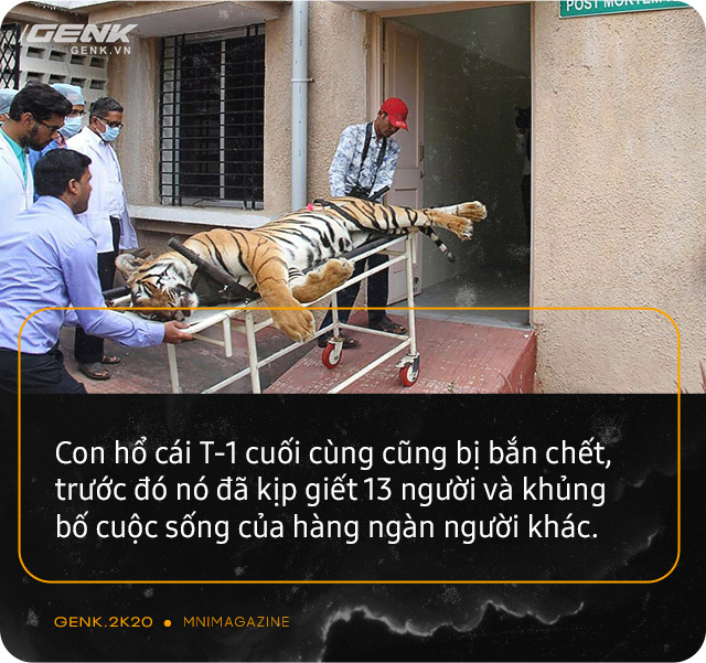 Những con hổ ăn thịt người ở Ấn Độ: Cái giá của sự bảo tồn? - Ảnh 16. Những con hổ ăn thịt người ở Ấn Độ: Cái giá của sự bảo tồn? - Ảnh 16.