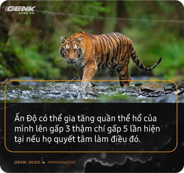 Những con hổ ăn thịt người ở Ấn Độ: Cái giá của sự bảo tồn? - Ảnh 20. Những con hổ ăn thịt người ở Ấn Độ: Cái giá của sự bảo tồn? - Ảnh 20.