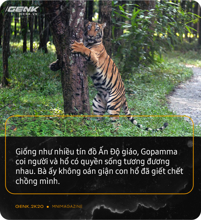 Những con hổ ăn thịt người ở Ấn Độ: Cái giá của sự bảo tồn? - Ảnh 3. Những con hổ ăn thịt người ở Ấn Độ: Cái giá của sự bảo tồn? - Ảnh 3.