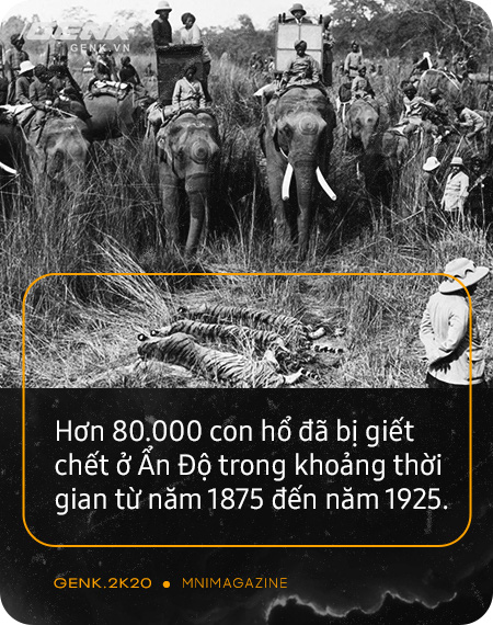 Những con hổ ăn thịt người ở Ấn Độ: Cái giá của sự bảo tồn? - Ảnh 5. Những con hổ ăn thịt người ở Ấn Độ: Cái giá của sự bảo tồn? - Ảnh 5.