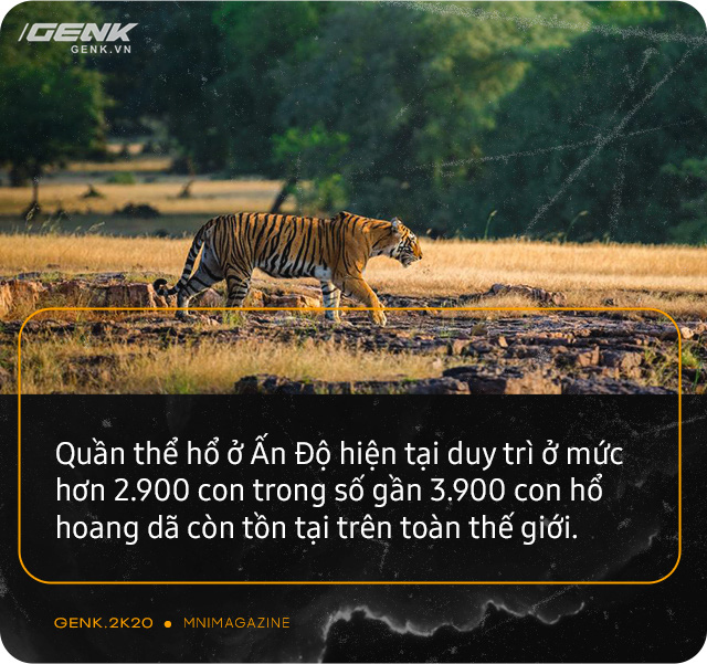 Những con hổ ăn thịt người ở Ấn Độ: Cái giá của sự bảo tồn? - Ảnh 6. Những con hổ ăn thịt người ở Ấn Độ: Cái giá của sự bảo tồn? - Ảnh 6.