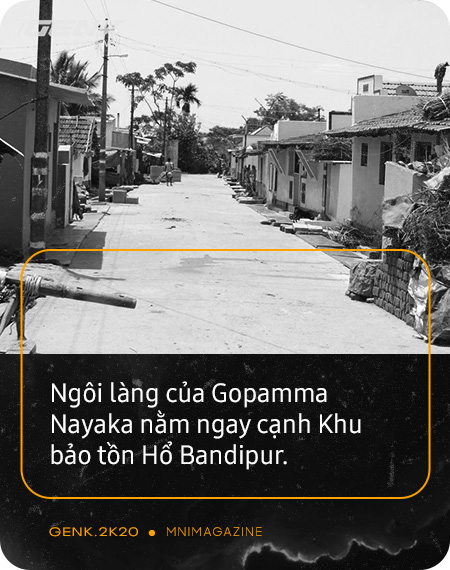 Những con hổ ăn thịt người ở Ấn Độ: Cái giá của sự bảo tồn? - Ảnh 8. Những con hổ ăn thịt người ở Ấn Độ: Cái giá của sự bảo tồn? - Ảnh 8.