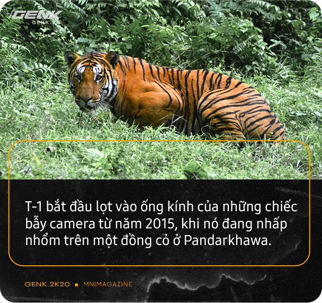 Những con hổ ăn thịt người ở Ấn Độ: Cái giá của sự bảo tồn? - Ảnh 9. Những con hổ ăn thịt người ở Ấn Độ: Cái giá của sự bảo tồn? - Ảnh 9.