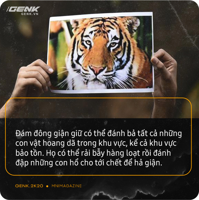 Những con hổ ăn thịt người ở Ấn Độ: Cái giá của sự bảo tồn? - Ảnh 13. Những con hổ ăn thịt người ở Ấn Độ: Cái giá của sự bảo tồn? - Ảnh 13.