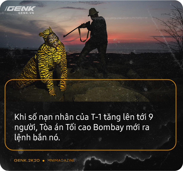 Những con hổ ăn thịt người ở Ấn Độ: Cái giá của sự bảo tồn? - Ảnh 15. Những con hổ ăn thịt người ở Ấn Độ: Cái giá của sự bảo tồn? - Ảnh 15.