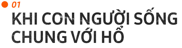 Những con hổ ăn thịt người ở Ấn Độ: Cái giá của sự bảo tồn? - Ảnh 2. Những con hổ ăn thịt người ở Ấn Độ: Cái giá của sự bảo tồn? - Ảnh 2.