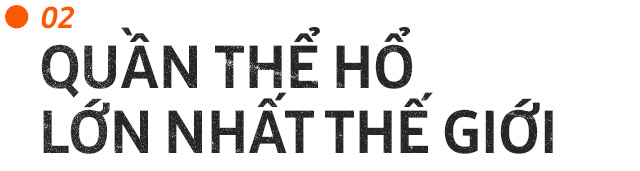 Những con hổ ăn thịt người ở Ấn Độ: Cái giá của sự bảo tồn? - Ảnh 4. Những con hổ ăn thịt người ở Ấn Độ: Cái giá của sự bảo tồn? - Ảnh 4.