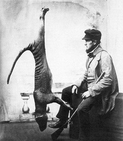 Cứ ngỡ đ&atilde; tuyệt chủng từ những năm 1930, nhưng c&oacute; lẽ hổ Tasmania vẫn c&ograve;n tồn tại đ&acirc;u đ&oacute; ngo&agrave;i kia - Ảnh 12.