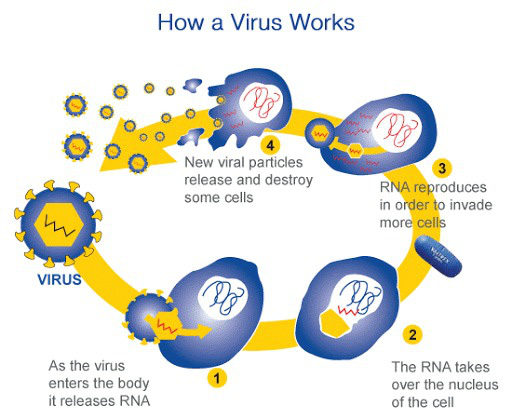 Những sự thật &iacute;t người biết về virus: Ch&uacute;ng đến từ đ&acirc;u, l&acirc;y lan v&agrave; g&acirc;y bệnh như thế n&agrave;o? - Ảnh 3.