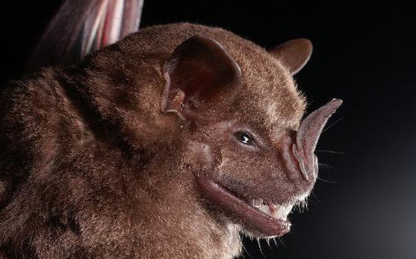 Được mệnh danh l&agrave; bể chứa virus, sinh vật bị nghi lan truyền virus corona c&oacute; sự tiến h&oacute;a đ&aacute;ng sợ n&agrave;o? - Ảnh 1.