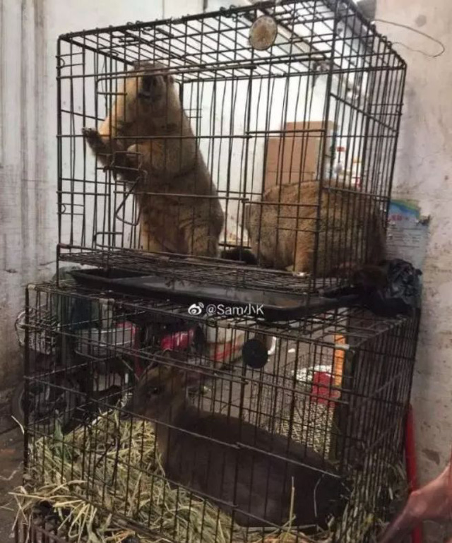 &Ocirc;ng tr&ugrave;m chưa học hết tiểu học v&agrave; gia tộc b&iacute; ẩn đứng sau chợ hải sản Vũ H&aacute;n bị ph&aacute;t hiện virus nCov - Ảnh 3.