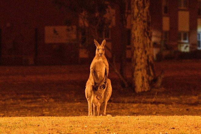 Đại thảm họa ch&aacute;y rừng &Uacute;c nh&igrave;n từ kh&ocirc;ng gian: Cả nước như quả cầu lửa, những mảng xanh tr&ugrave; ph&uacute; bị thay bằng m&agrave;u kh&oacute;i trắng tang thương - Ảnh 20.