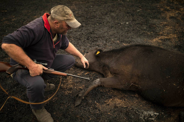 Đại thảm họa ch&aacute;y rừng &Uacute;c nh&igrave;n từ kh&ocirc;ng gian: Cả nước như quả cầu lửa, những mảng xanh tr&ugrave; ph&uacute; bị thay bằng m&agrave;u kh&oacute;i trắng tang thương - Ảnh 24.