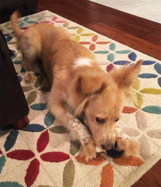 Chớ dại d&ugrave;ng robot h&uacute;t bụi nếu nh&agrave; nu&ocirc;i ch&oacute; m&egrave;o, nếu kh&ocirc;ng sẽ l&atilde;nh hậu quả kinh dị - Ảnh 1.