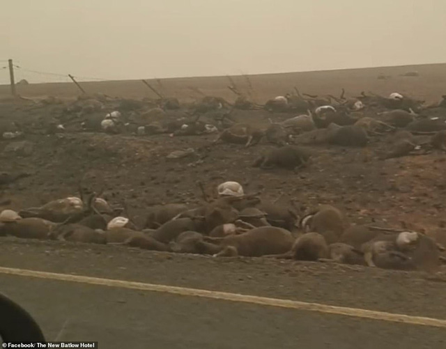 X&aacute;c kangaroo, gấu koala v&agrave; cừu ch&aacute;y đen, nằm la liệt b&ecirc;n đường ở &Uacute;c cho thấy thảm hoạ ch&aacute;y rừng đang kinh khủng đến mức n&agrave;o - Ảnh 2.