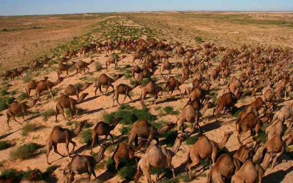 &Uacute;c giết 10.000 con lạc đ&agrave; v&igrave; x&acirc;m chiếm đất đai v&agrave; uống qu&aacute; nhiều nước - Ảnh 1.