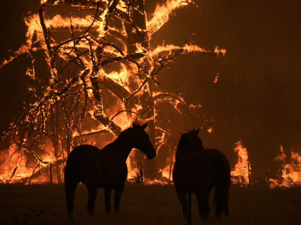 Truy tố 24 người v&igrave; tội cố &yacute; ph&oacute;ng hỏa g&acirc;y ra ch&aacute;y rừng thảm họa tại &Uacute;c: Họ cảm thấy phấn kh&iacute;ch khi nh&igrave;n lửa bốc l&ecirc;n - Ảnh 3.
