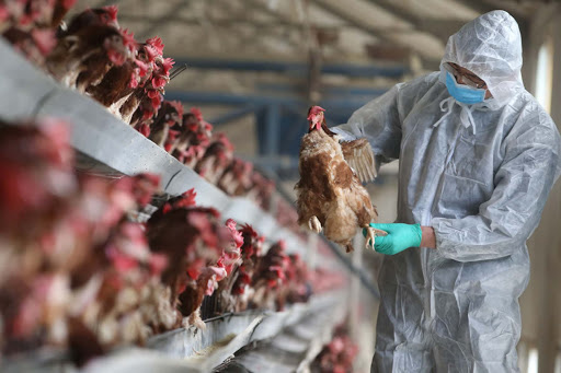 Một ổ dịch c&uacute;m gia cầm H5N1 lại vừa b&ugrave;ng ph&aacute;t ở tỉnh Hồ Nam, Trung Quốc - Ảnh 1.