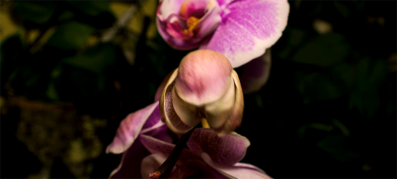 Đóa hoa khiến chúng ta liên tưởng đến loài khủng long sặc sỡ Spraying Dinosaur trong công viên kỳ Jura hay loài cây ăn thịt Pirahna trong trò chơi tuổi thơ Mario vậy.